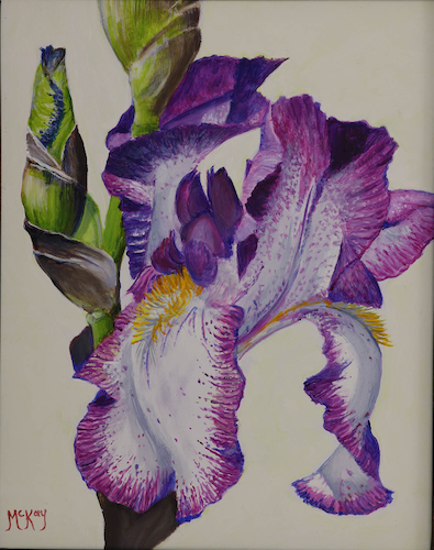 Blooming Iris 10x8 $495 at Hunter Wolff Gallery